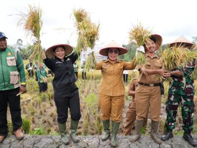 Wakil Bupati Sanggau Hadiri Panen Padi Sawah Lokasi Optimasi Lahan di Desa Lintang Kapuas