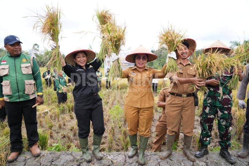 Wakil Bupati Sanggau Hadiri Panen Padi Sawah Lokasi Optimasi Lahan di Desa Lintang Kapuas