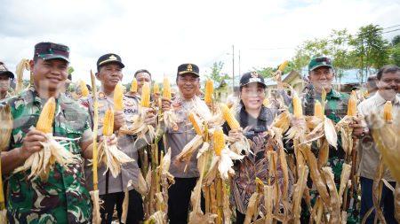 Wakil Bupati Sanggau Susana Herpena Panen Raya Jagung di Mukok